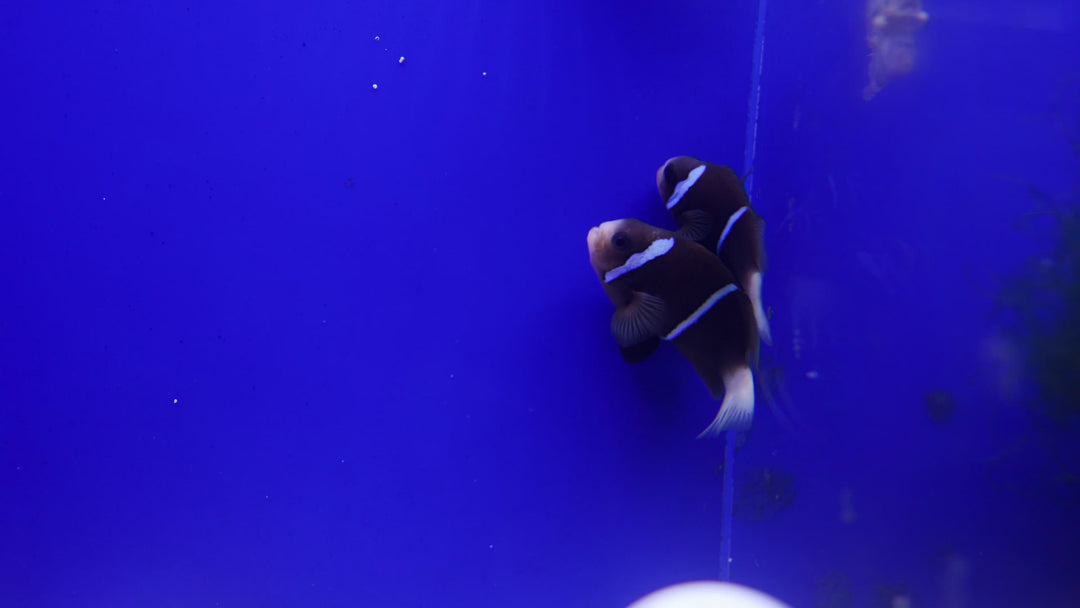 B46 - McCullochi Clownfish Mated Pair  - WYSIWYG