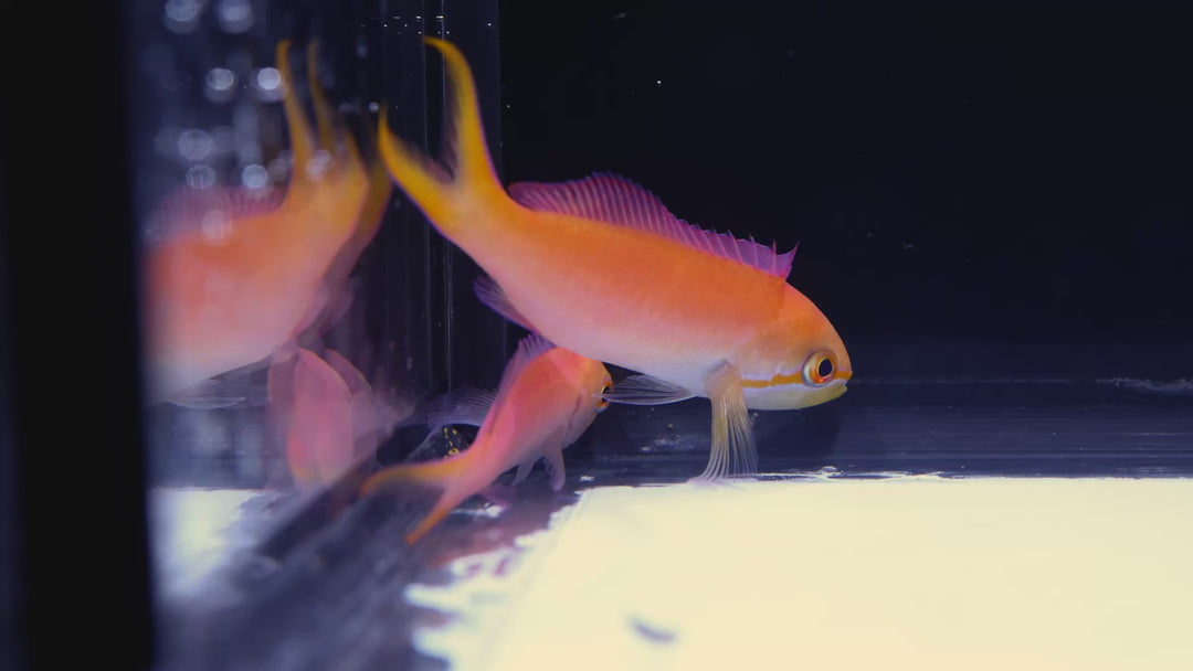 B20 - Dispar Anthias Duo - WYSIWYG