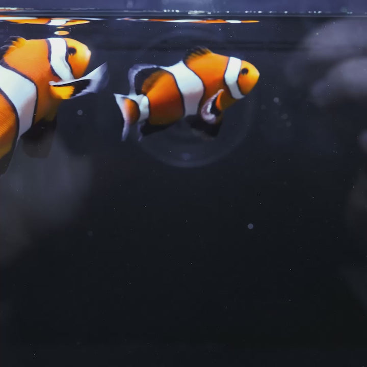 60B - Longfin Ocellaris Clownfish Pair - WYSIWYG