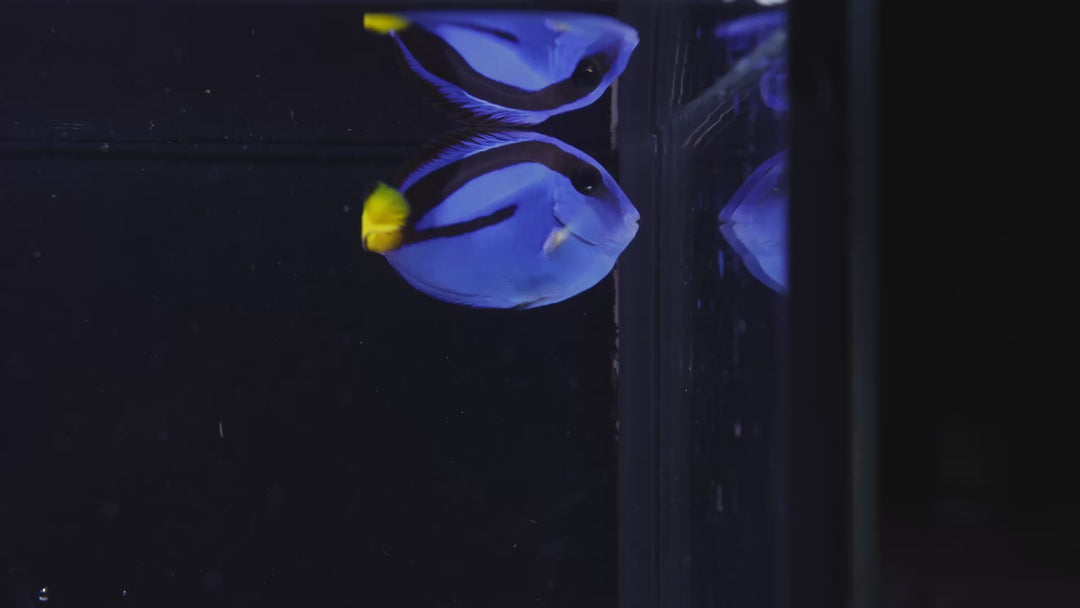 D10 - Blue Hippo Tang - WYSIWYG