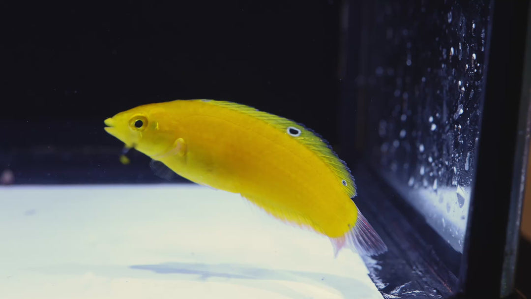 B36 - Yellow Coris Wrasse - WYSIWYG