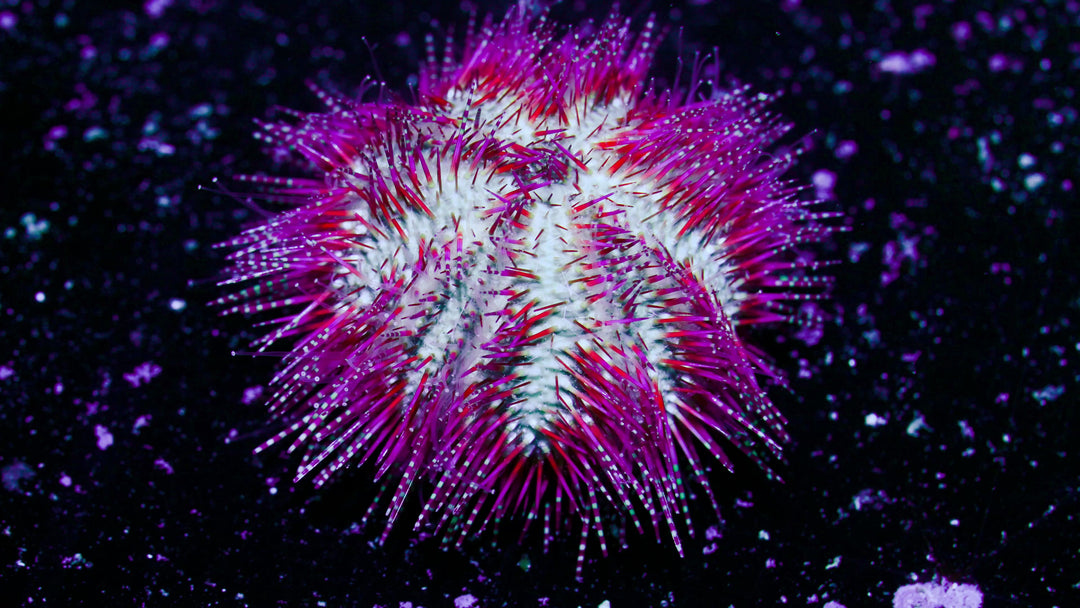 24B - *REEF SAFE!* Red Bells Urchin - WYSIWYG