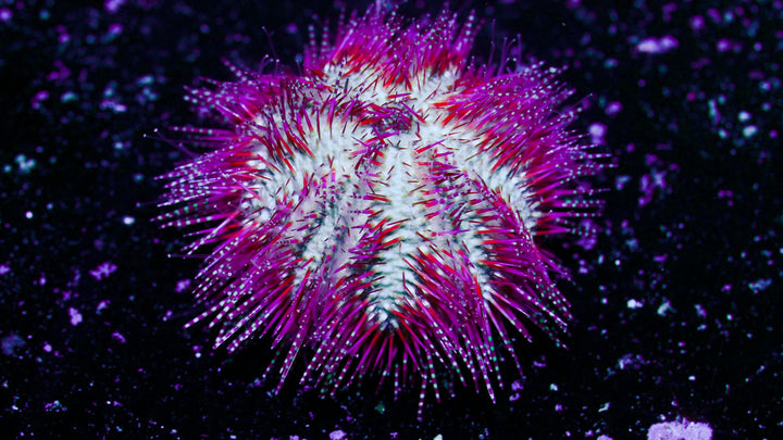 24B - *REEF SAFE!* Red Bells Urchin - WYSIWYG