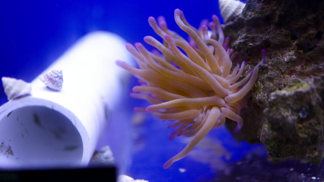 A49 - Purple Condy Anemone - WYSIWYG