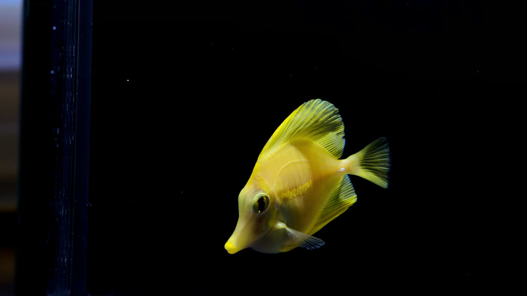 51A - Biota Yellow Tang - WYSIWYG