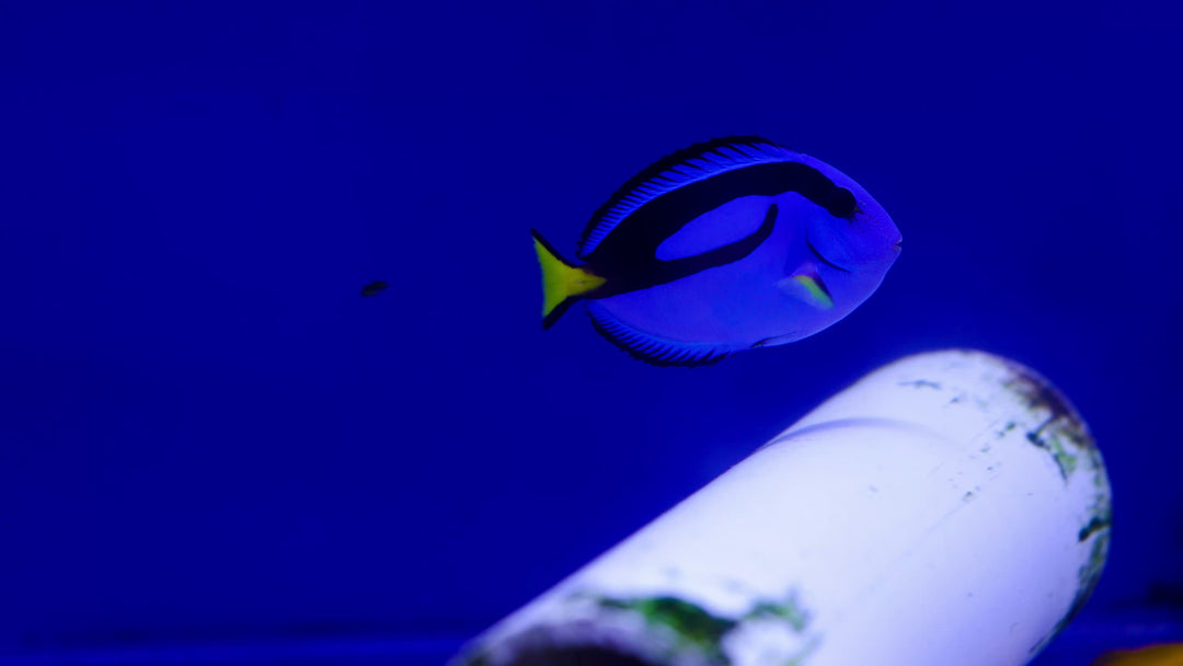 B48 - Blue Hippo Tang Medium (2" - 3") - WYSIWYG