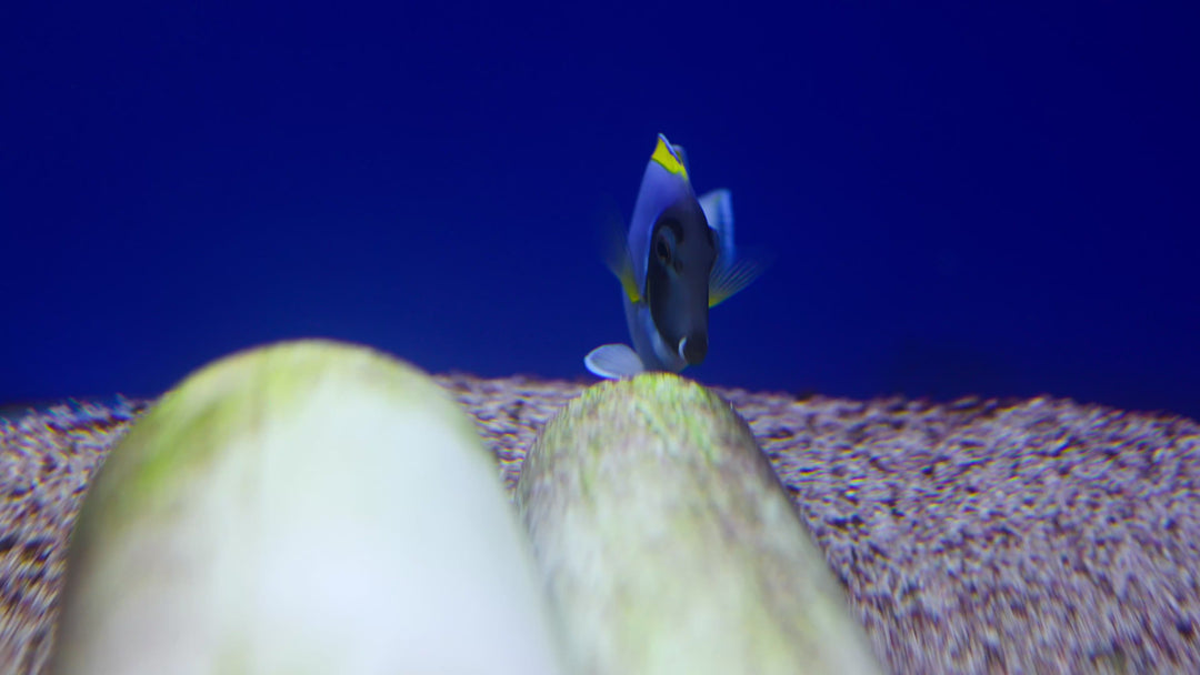 A48 - Powder Blue Tang 4" - 5" - WYSIWYG