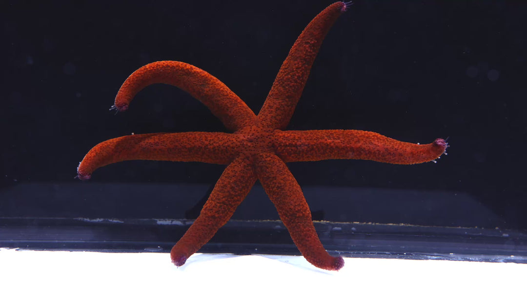 B40 - Red Sea Star - WYSIWYG