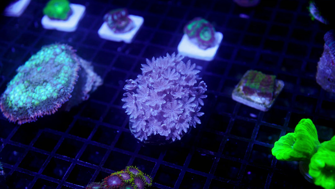 B34 - WA XL Pulsing Xenia - WYSIWYG