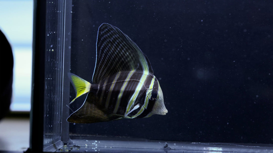 60D - Sailfin Tang (~2.5")- WYSIWYG