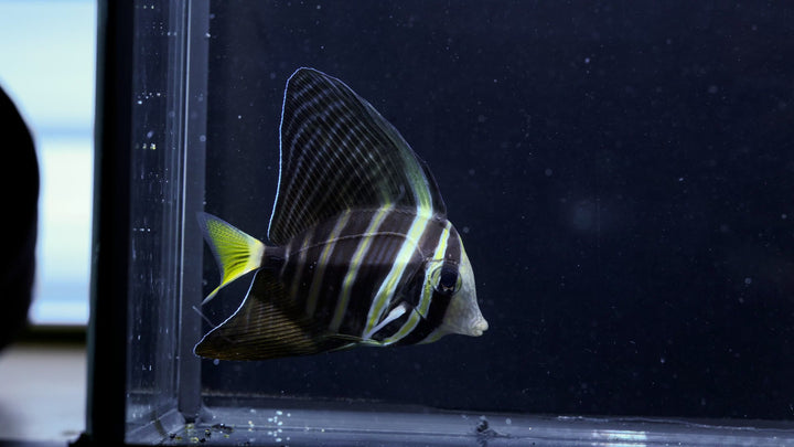 60D - Sailfin Tang (~2.5")- WYSIWYG