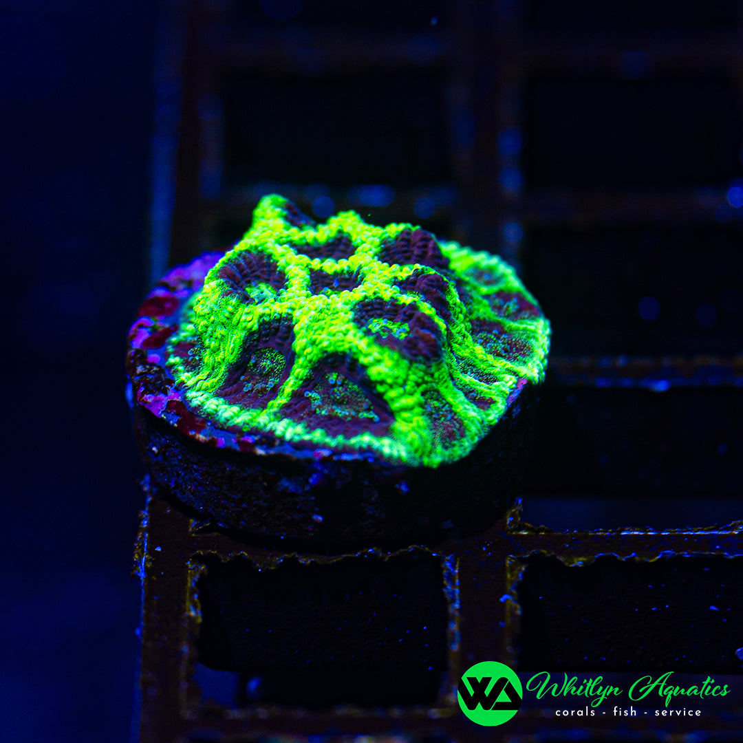 A27 - WA Neon Frost Favia- WYSIWYG