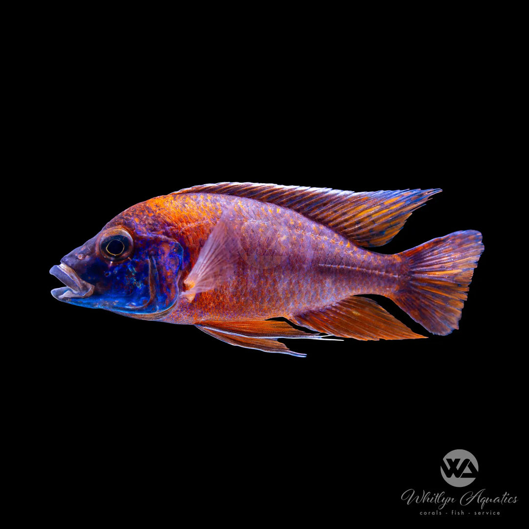 Ruby Red Peacock Cichlid - Aulonocara sp. "Rubescens"