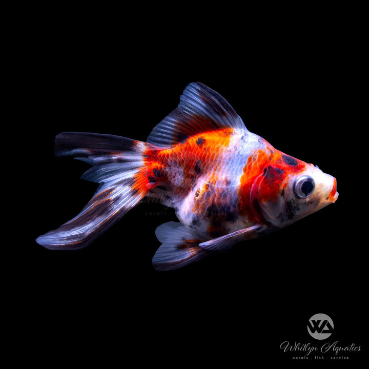 Ryukin Goldfish - Assorted