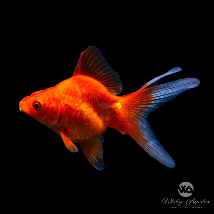 Ryukin Goldfish - Assorted
