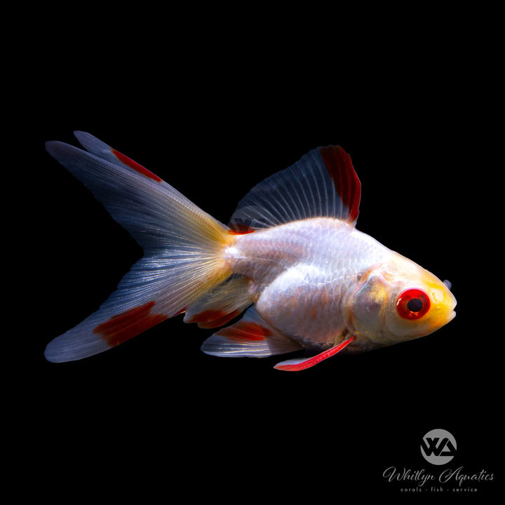 Ryukin Goldfish - Assorted