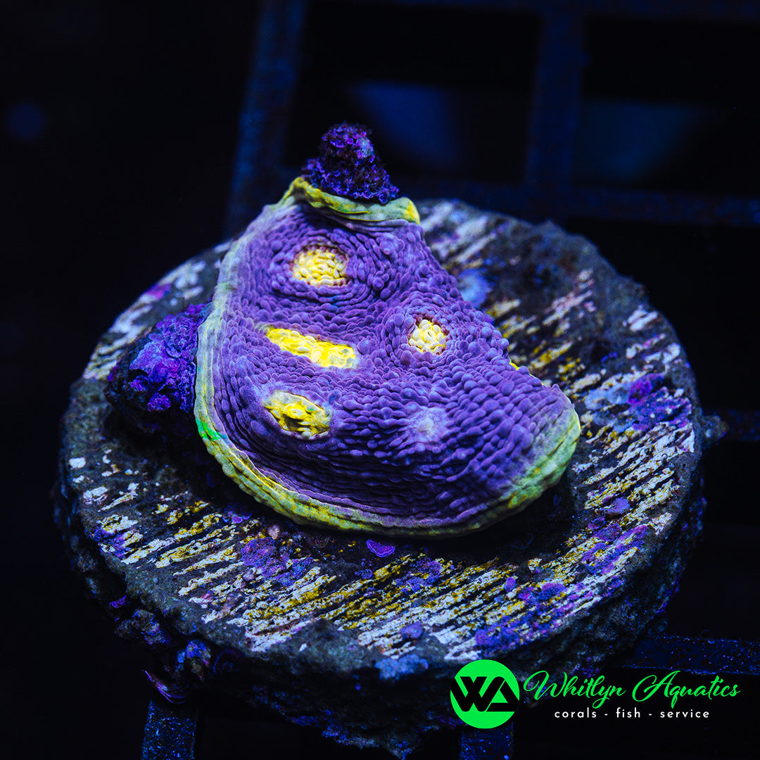 A47 - WA Easter Egg Chalice - WYSIWYG - Whitlyn Aquatics