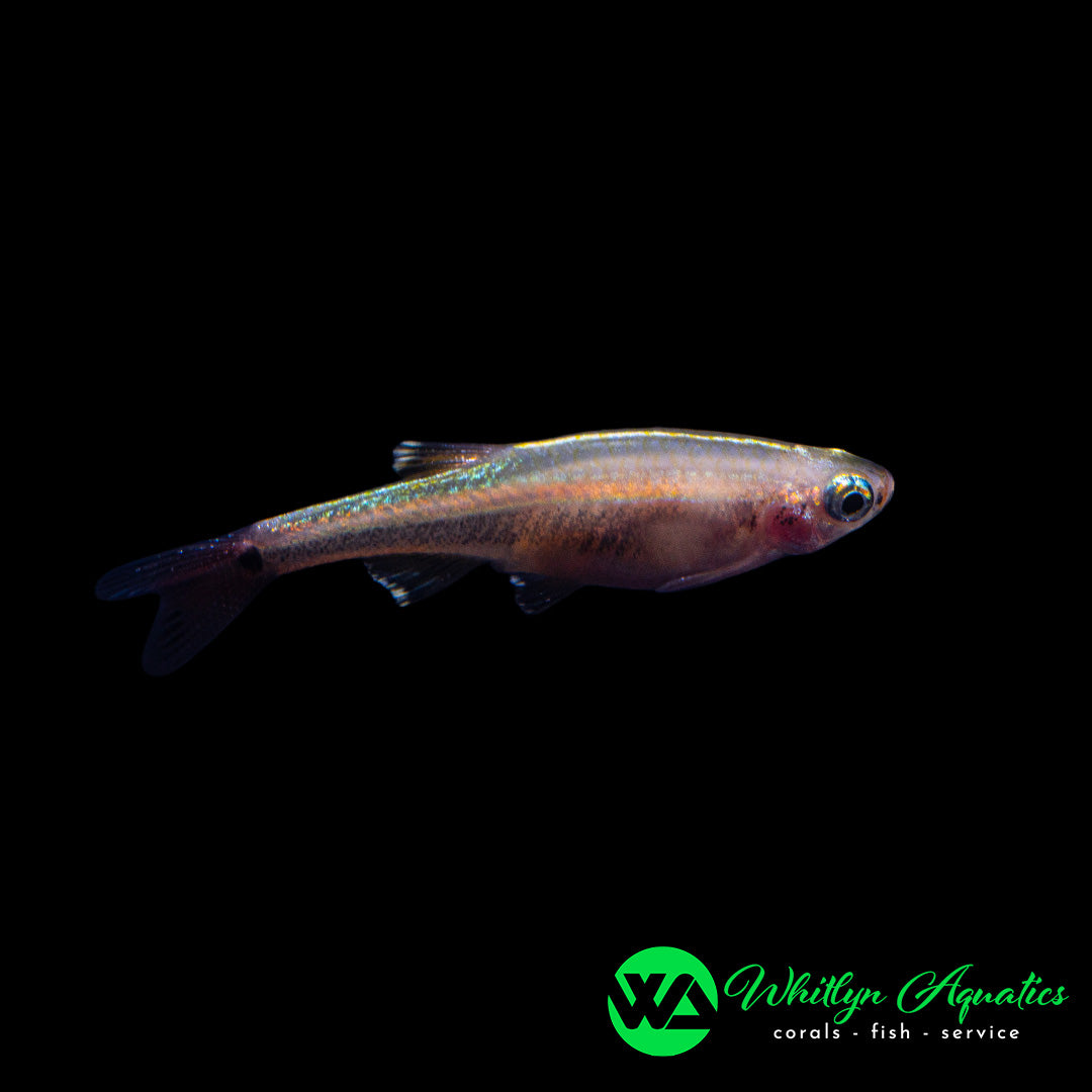 Golden White Cloud Mountain Minnow - Tanichthys albonubes - Whitlyn Aquatics