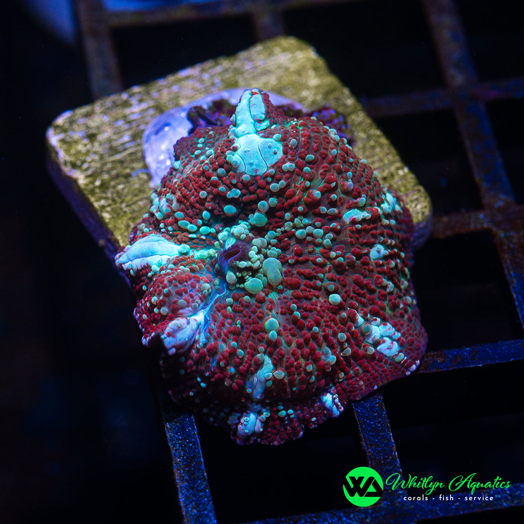 A03 - WA Trident Mushroom - WYSIWYG - Whitlyn Aquatics
