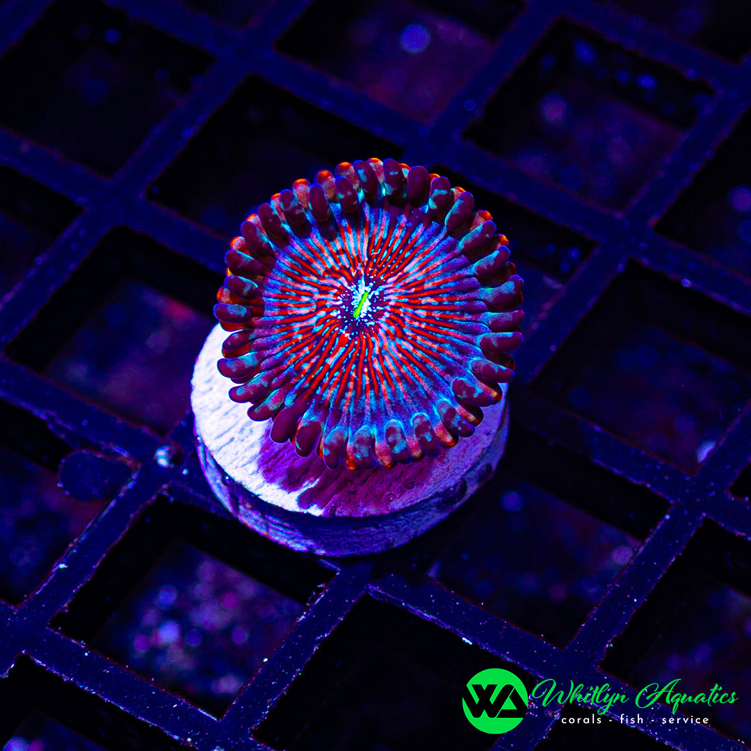 A42 - WA Salted Agave Zoanthid - WYSIWYG