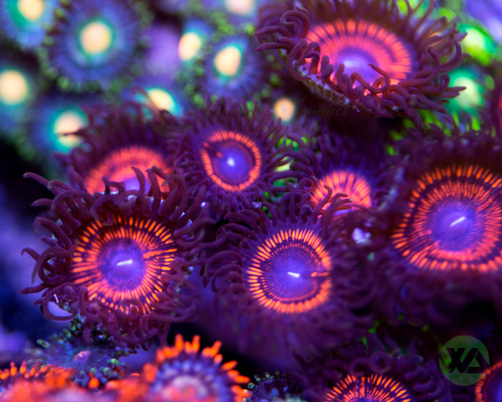 Armageddon Zoanthids (Aquacultured)
