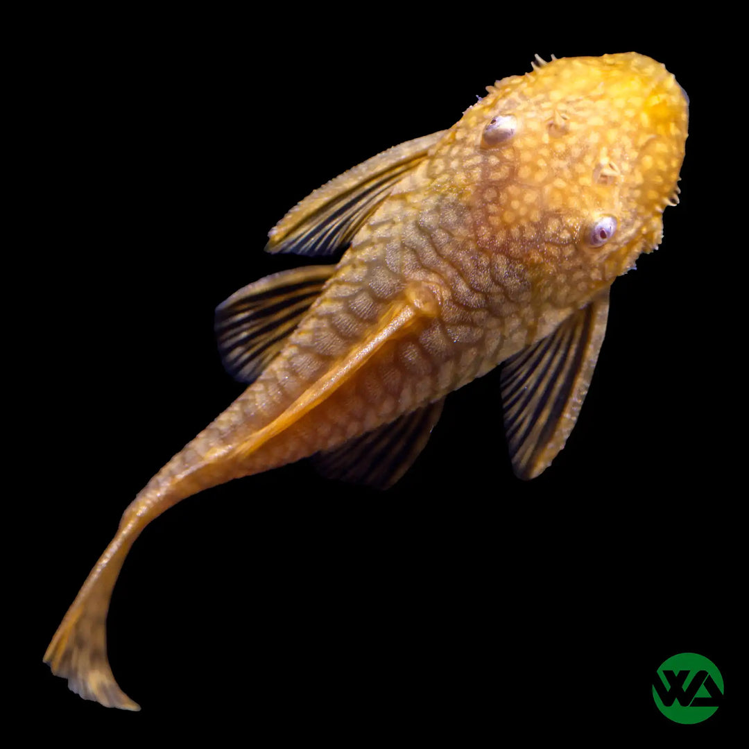 Albino Bristlenose Pleco