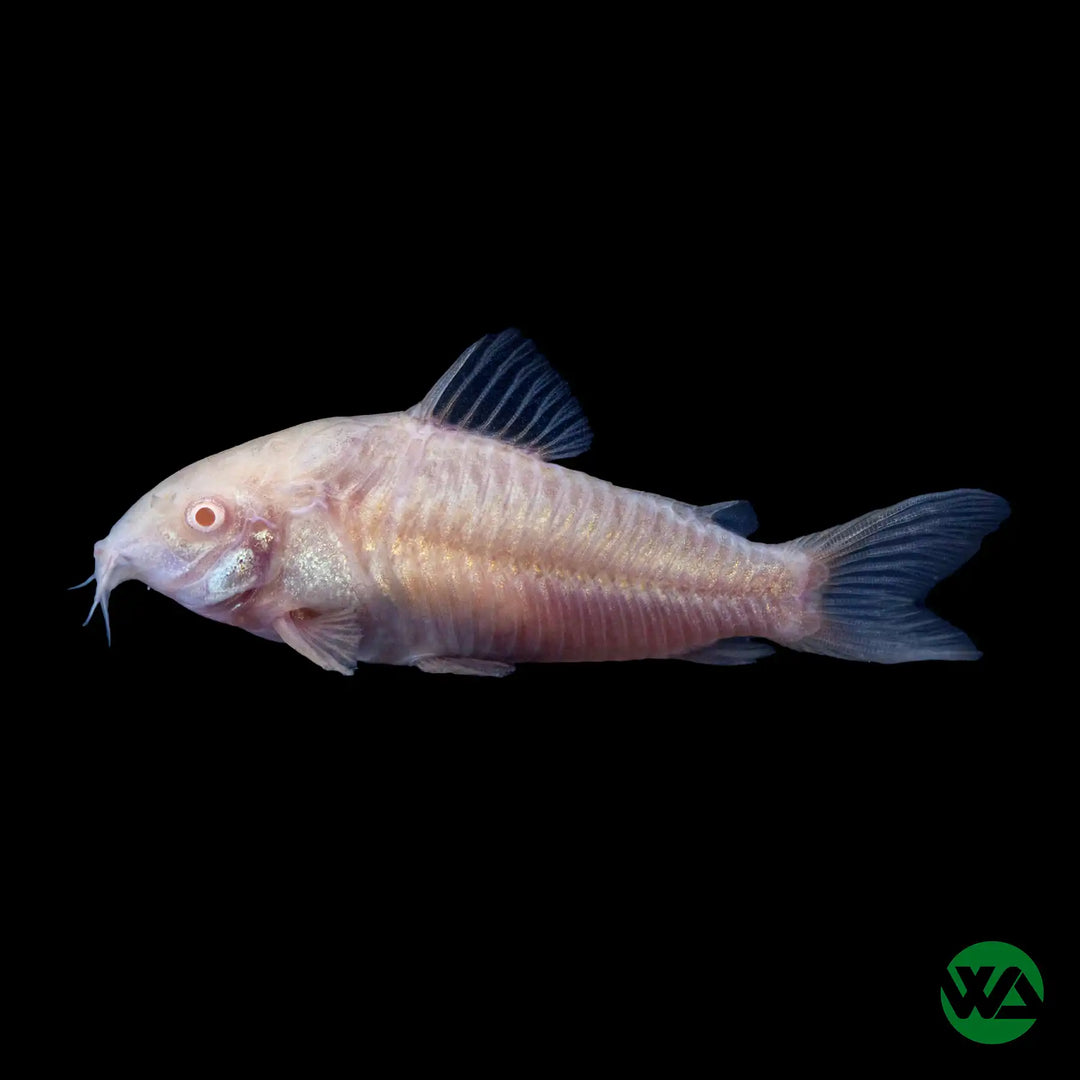 Albino Cory - Corydoras aeneus