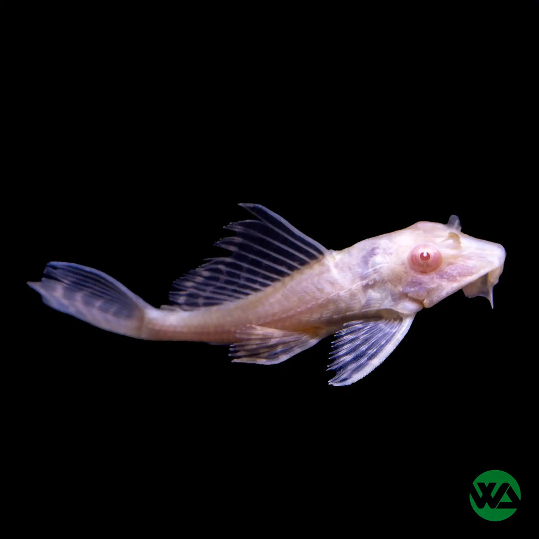 Albino Redeye Pleco