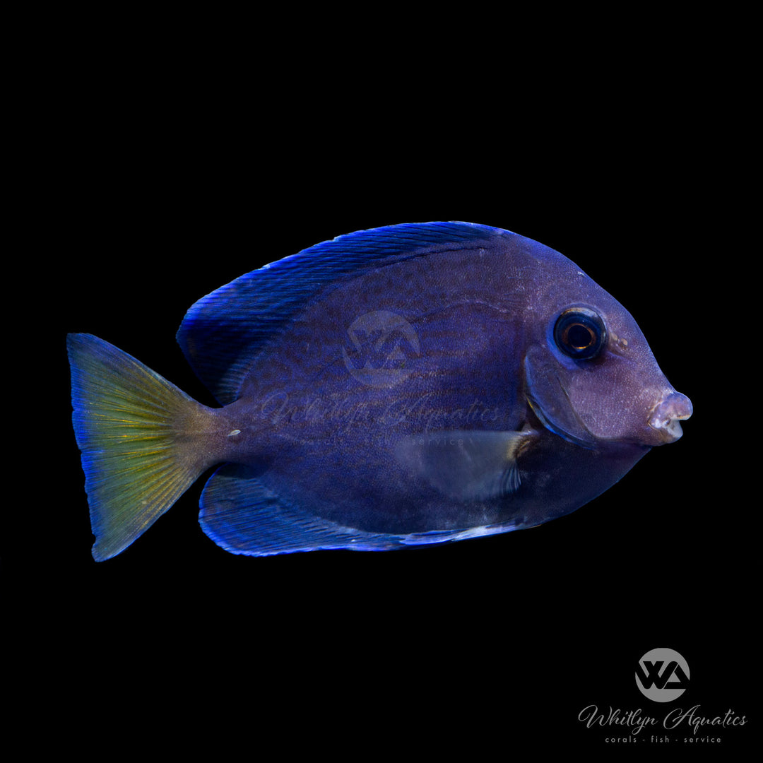 Atlantic Blue Tang - Acanthurus coeruleus