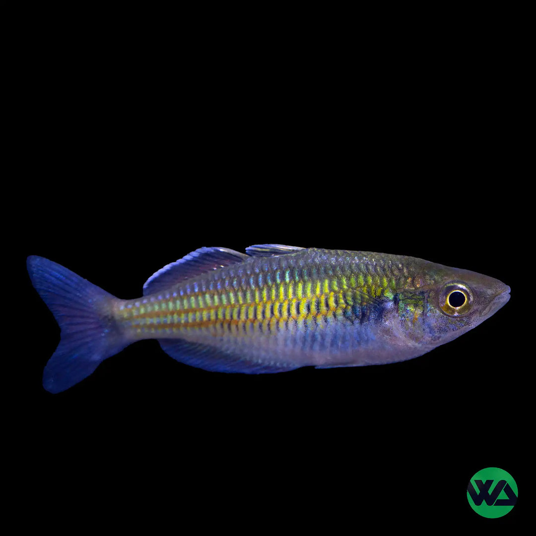 Australian Rainbowfish