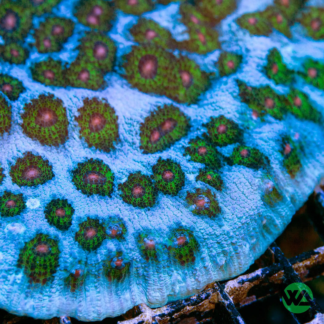 Avatar Chalice Coral