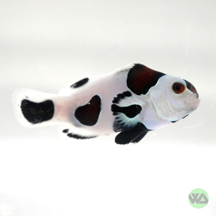 Black Storm Clownfish - Amphiprion Ocellaris