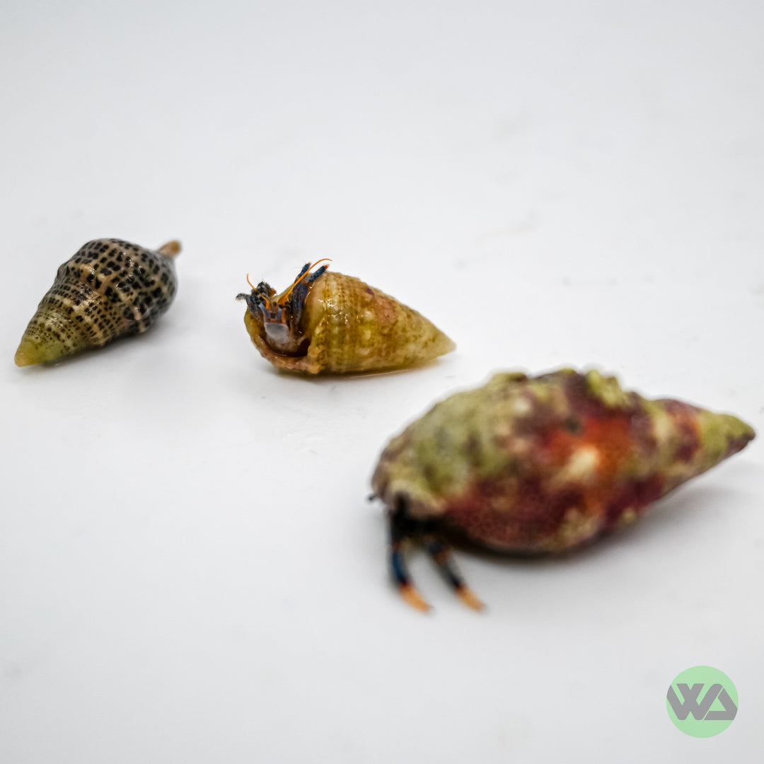 Blue Leg Hermit Crab - Clibanarius tricolor