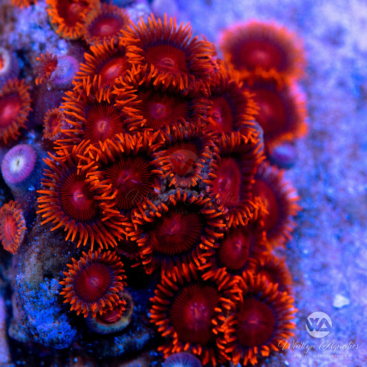 Bam Bam Zoanthid (Aquacultured)