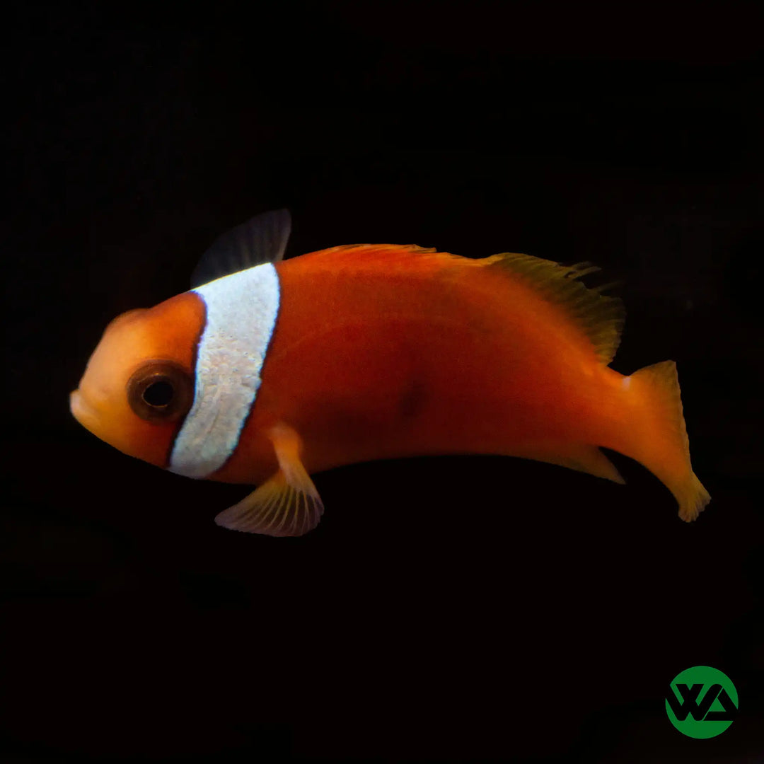 Barberi Clownfish