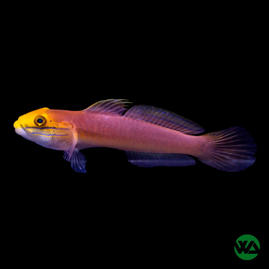 Bella Goby - Valencienna bella