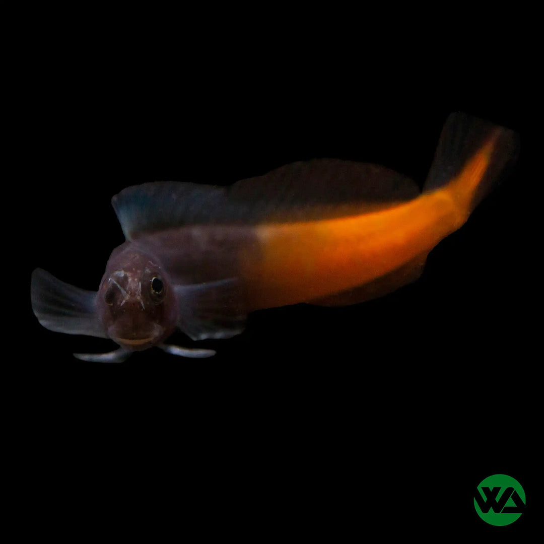 Bicolor BLenny