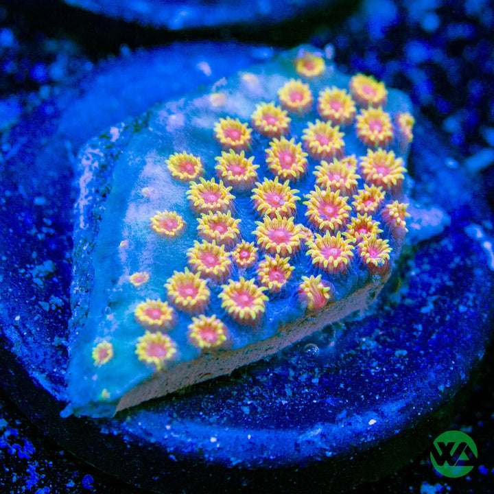 WA Bizarro Cyphastrea Frag