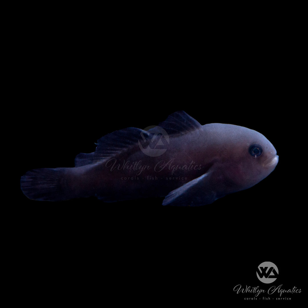 Black Clown Goby - Gobiodon atrangulatus