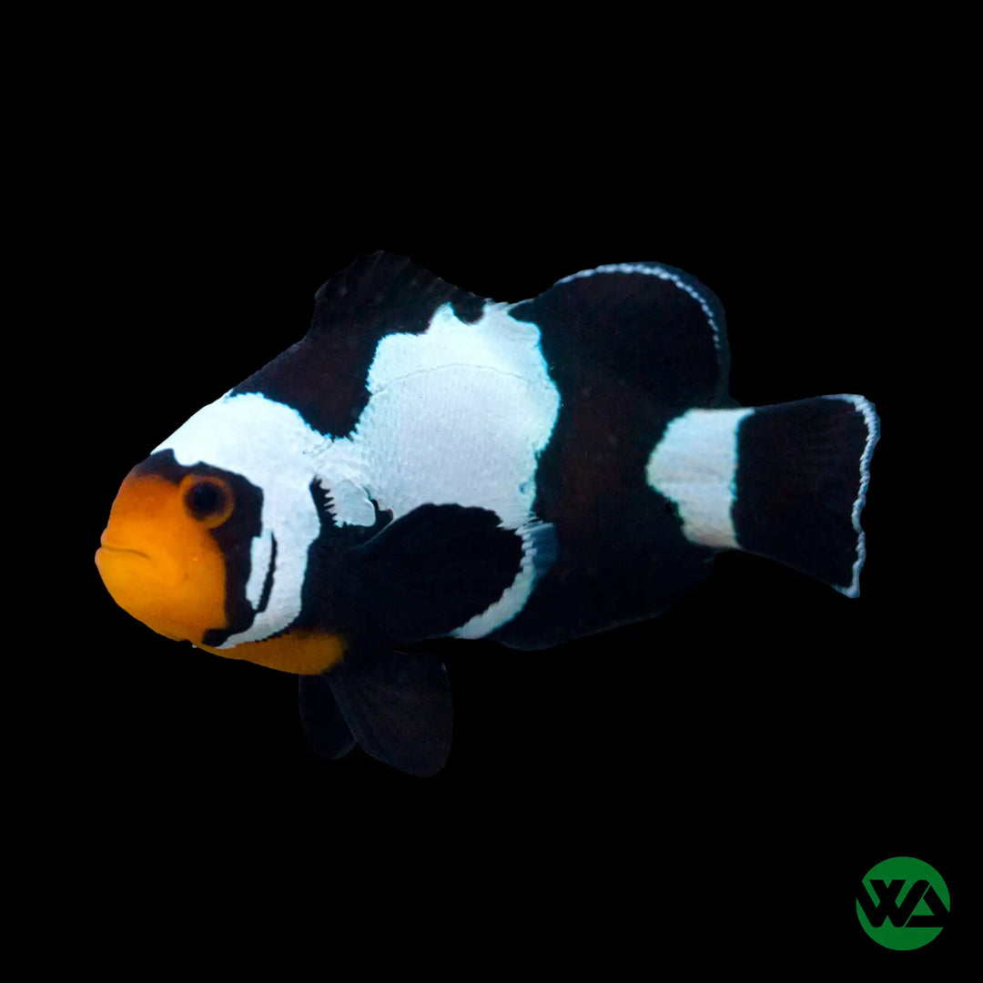 Black Ice Clownfish - Amphiprion Ocellaris