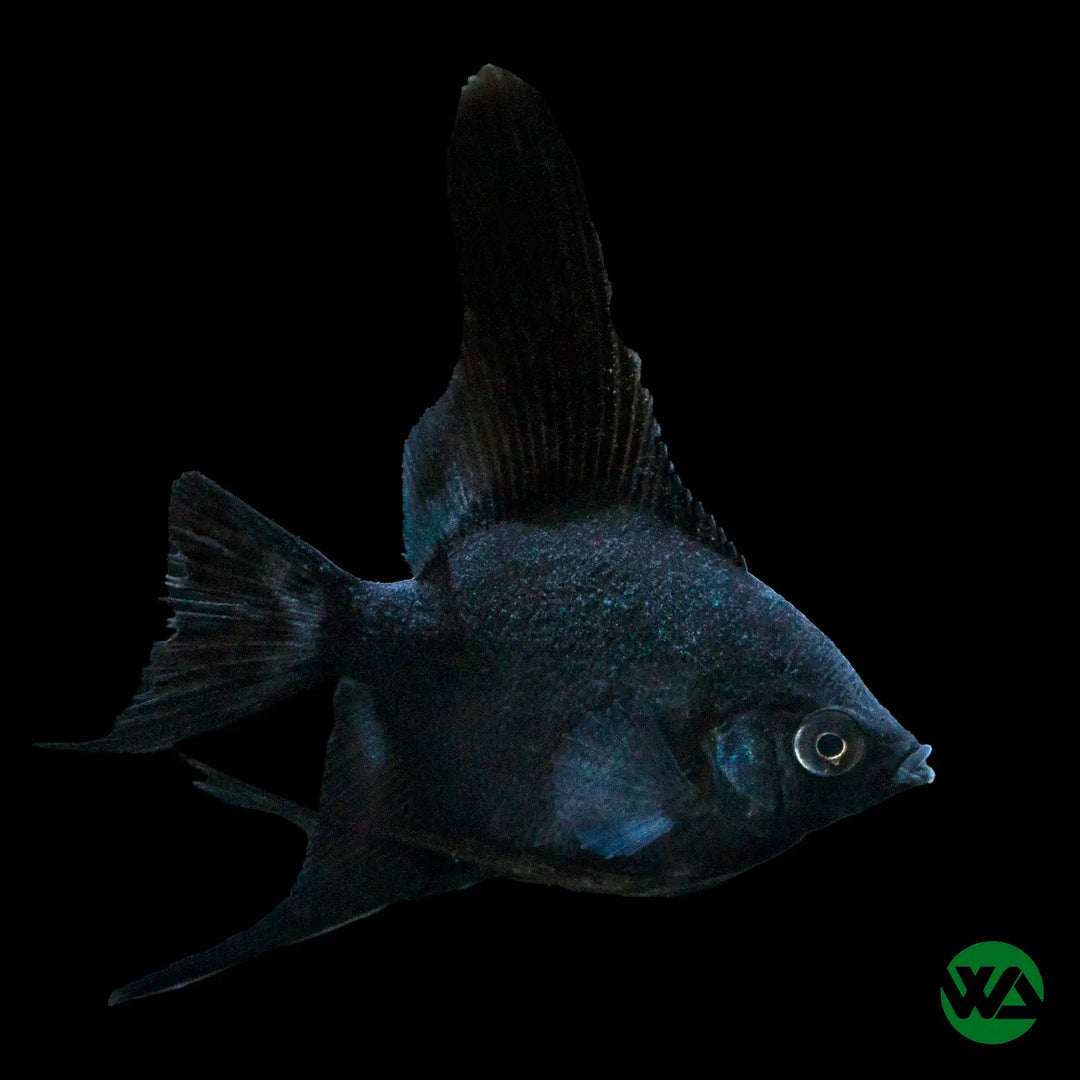 Black Veil Angelfish