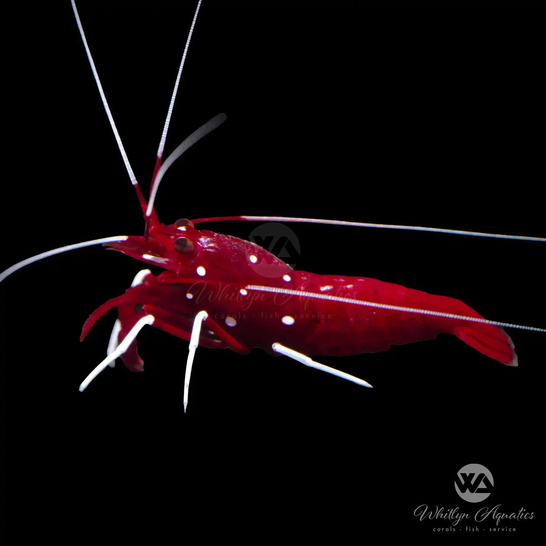Blood Red Fire Shrimp - Lysmata debelius