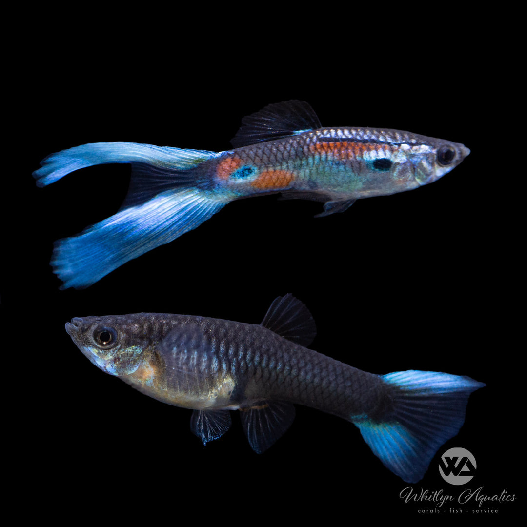Blue Lyretail Guppy