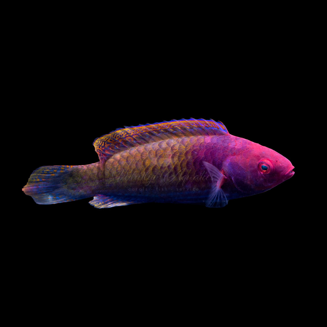 Blue Sided Fairy Wrasse - Cirrhilabrus cyanopleura