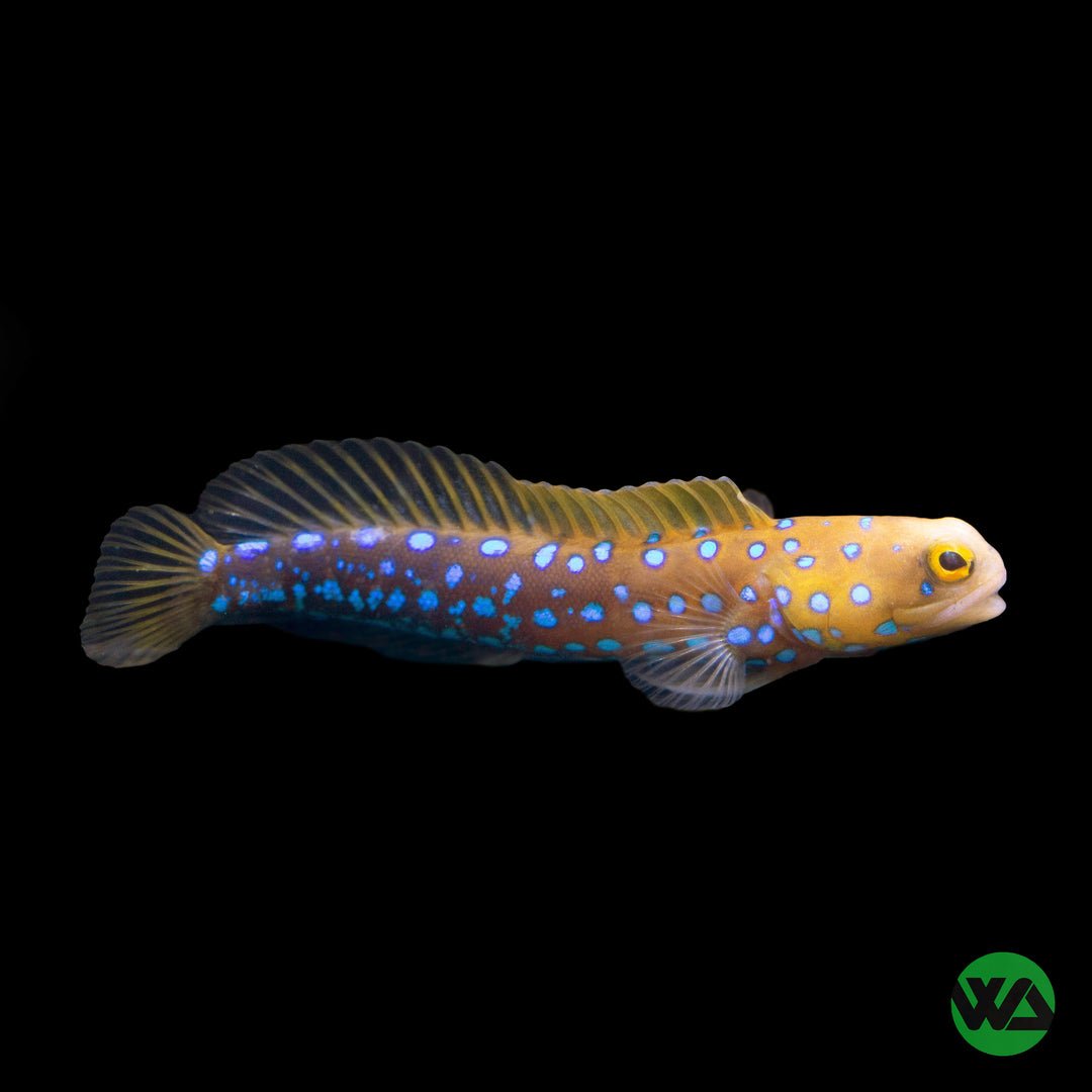 Blue Spot Jawfish - Opistognathus rosenblatti