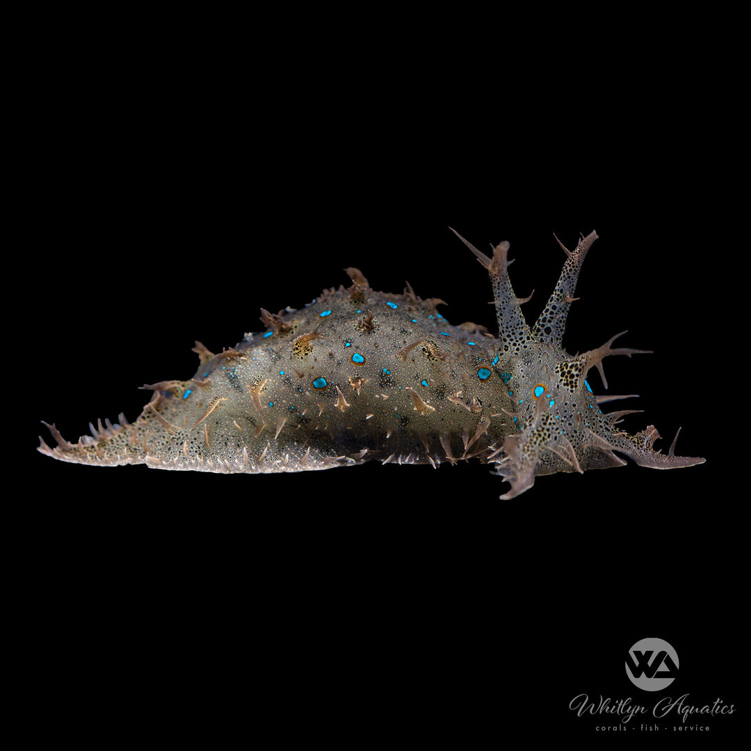 Blue Spot Sea Hare