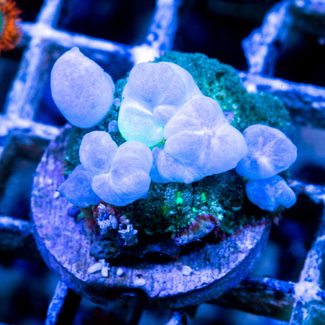 WA Blueballs Bounce Mushroom