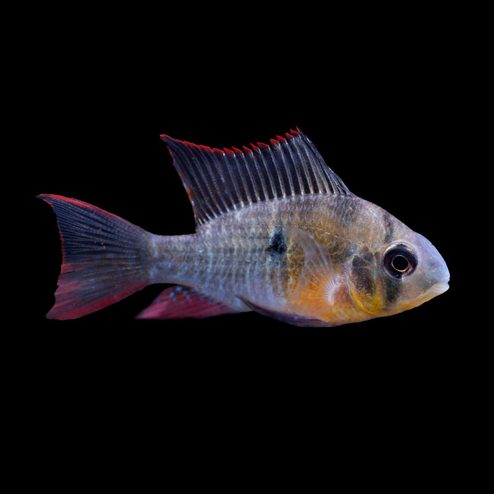 Bolivian Ram (Ruby Clown) Cichlid - Mikrogeophagus altispinosus