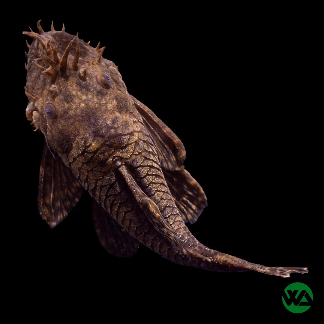 Bristlenose Pleco Adult