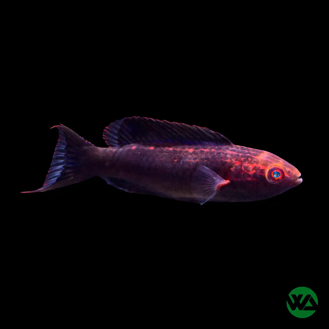 Brunneus Fairy Wrasse